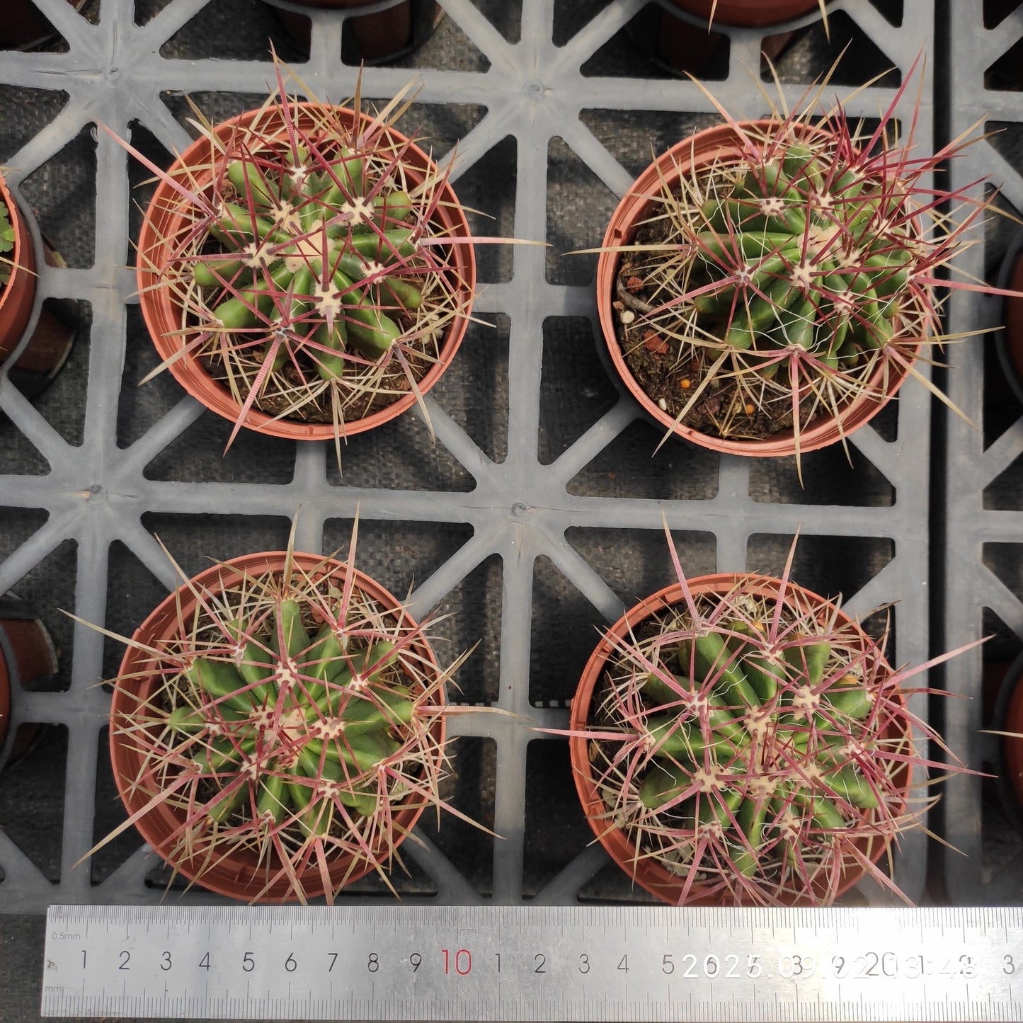 ZXX613 赤鳳(12cm pot)