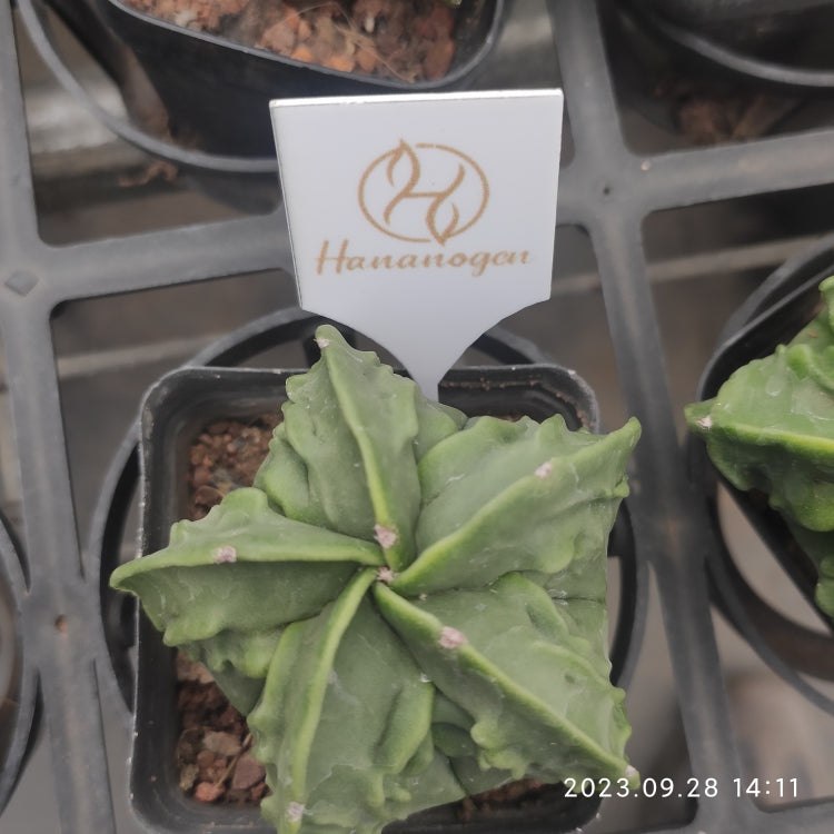 ZXX253 副稜へキラン(7cm pot)