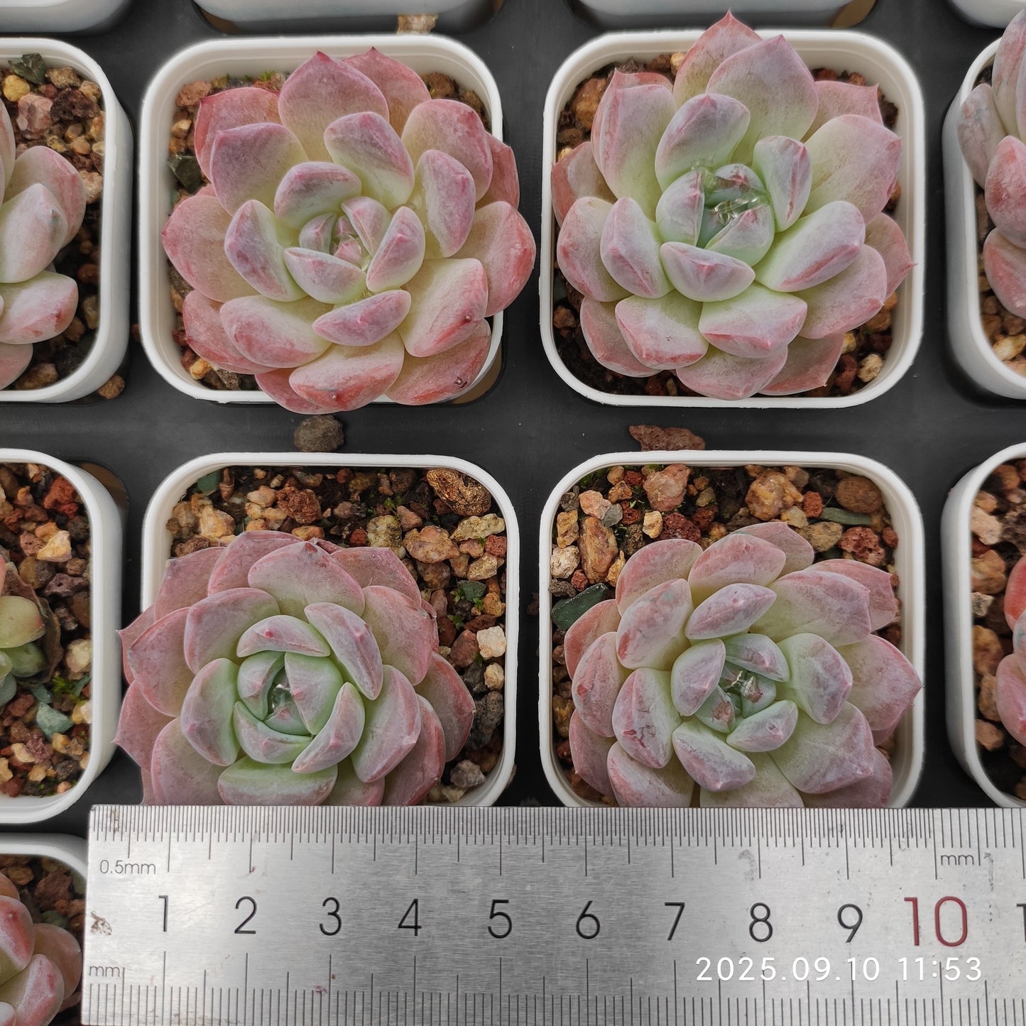 HG078 アメイジング グレース x フォーティチュード(7cm pot)