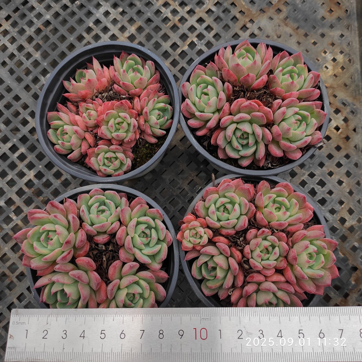 QN781-POT ナナウクミニ(9cm pot)