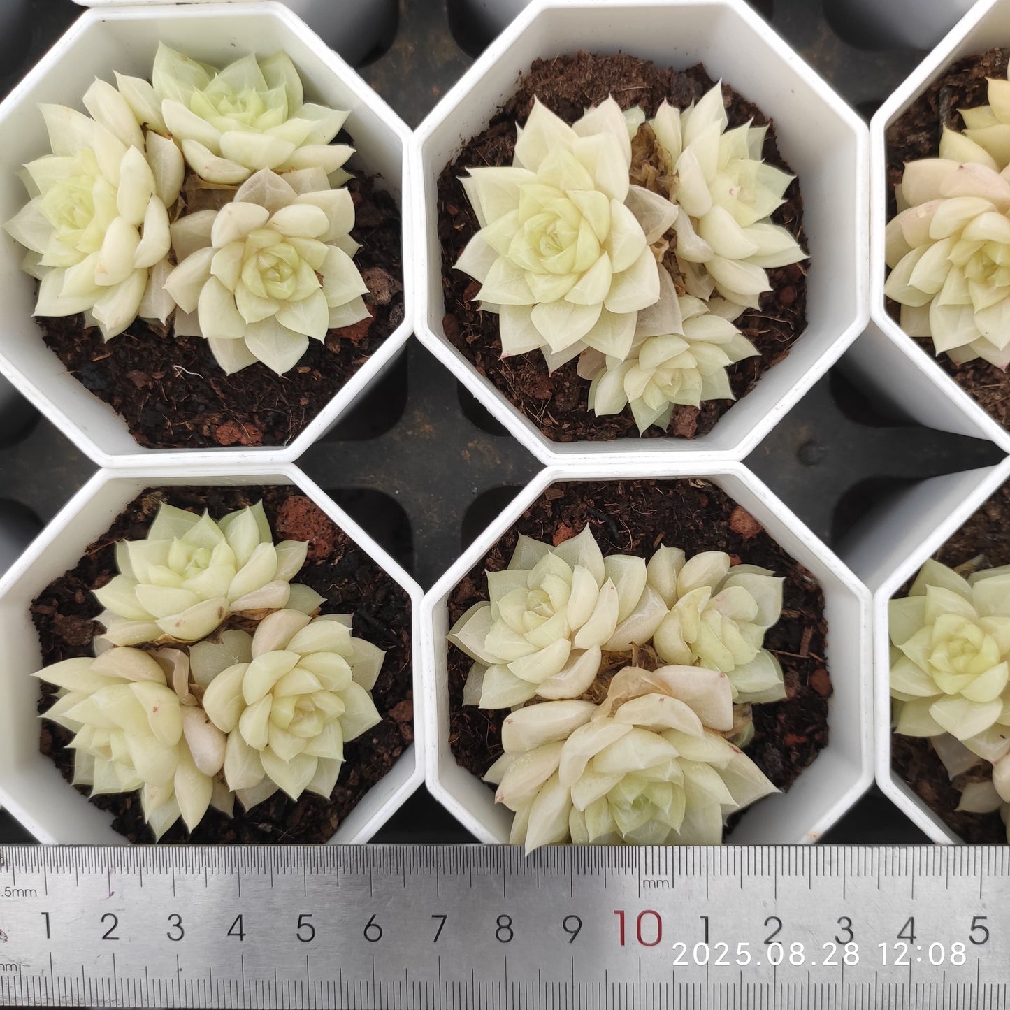 YBB105-POT ホワイトスワン(白鳥)(7cm pot)