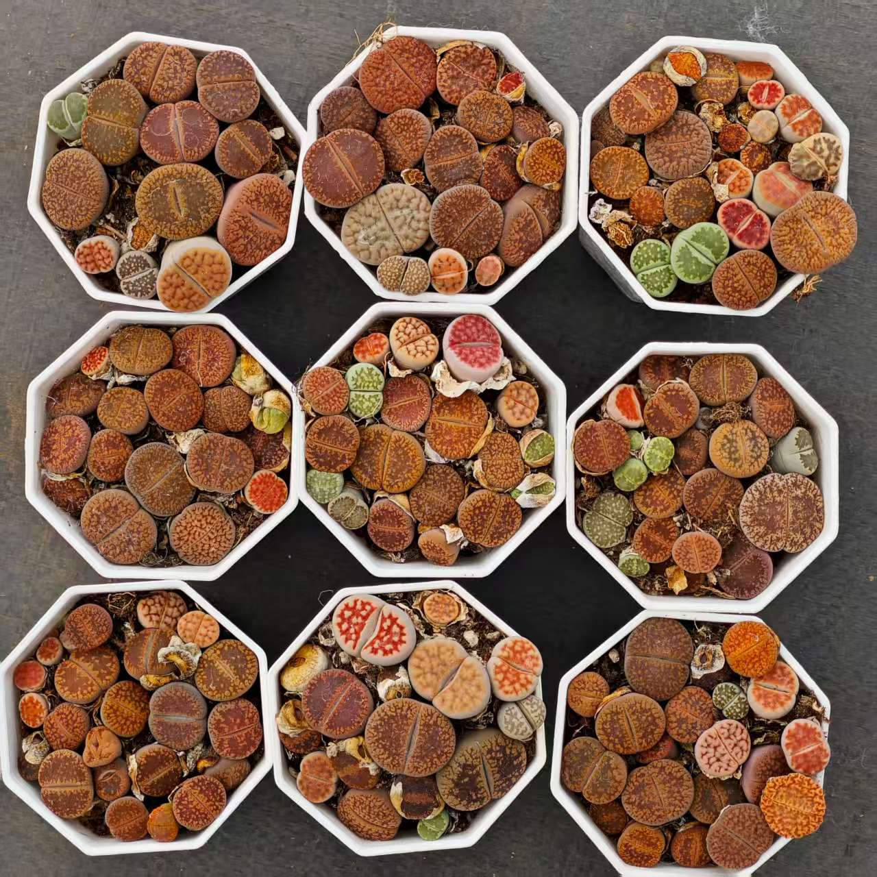 XQ1153-POT リトープス ミックス(8cm pot)