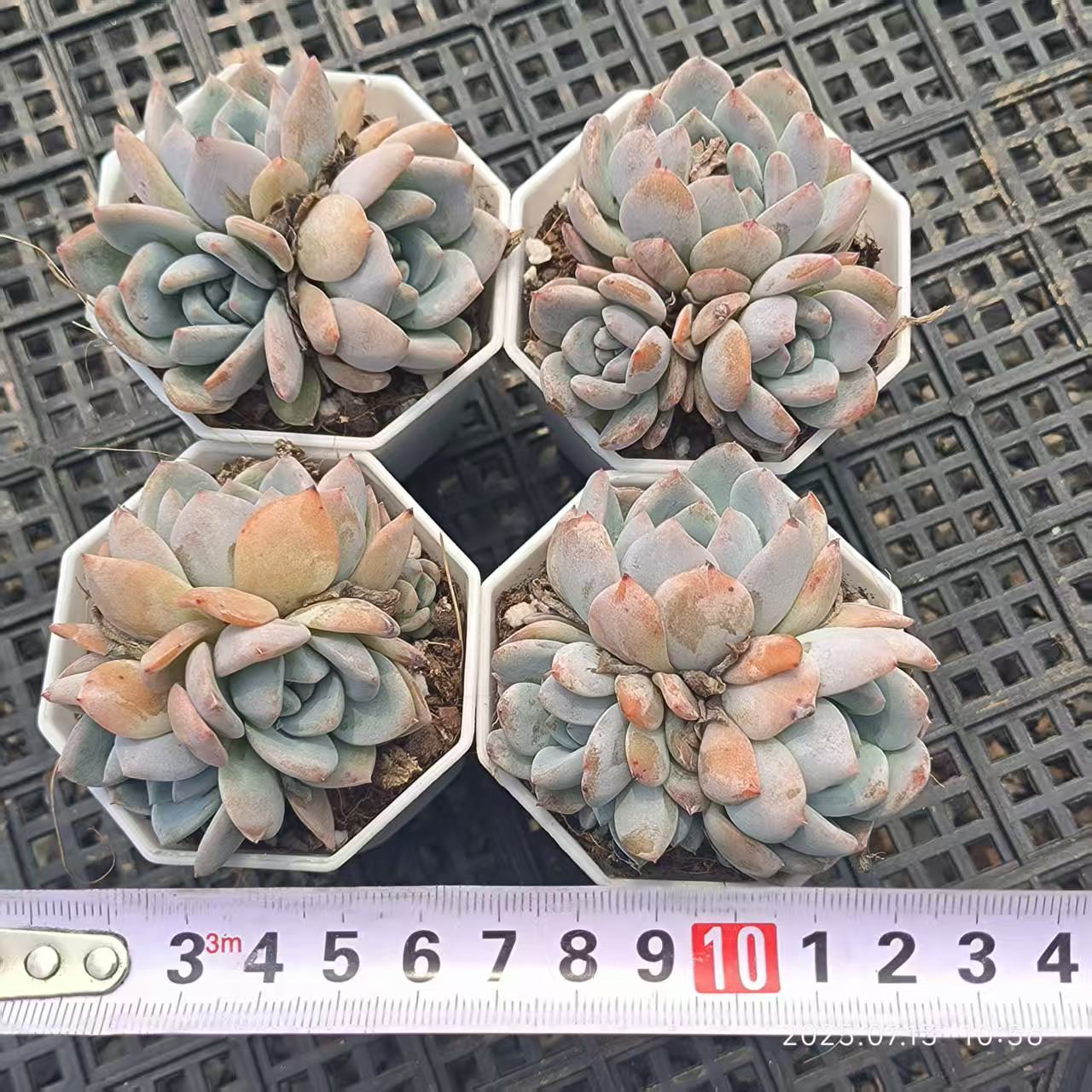 FFH079-POT ジューステラス(6.5cm pot)