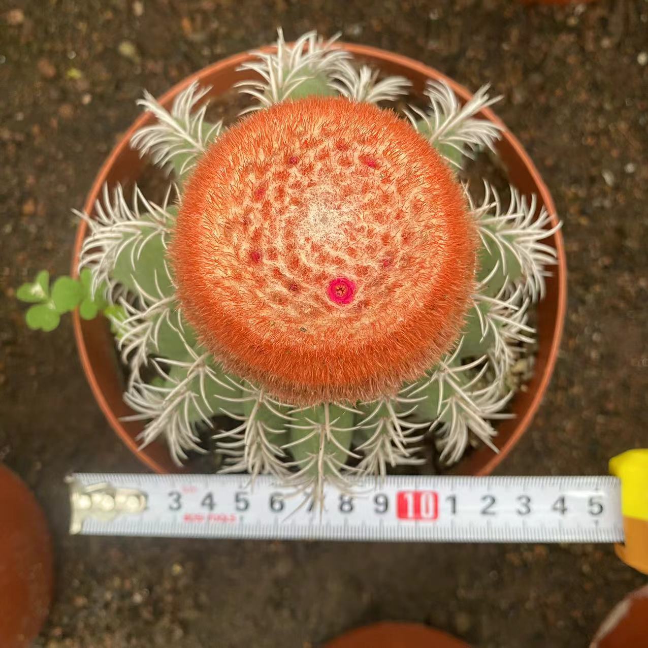 ZL039 魔雲(15cm pot)