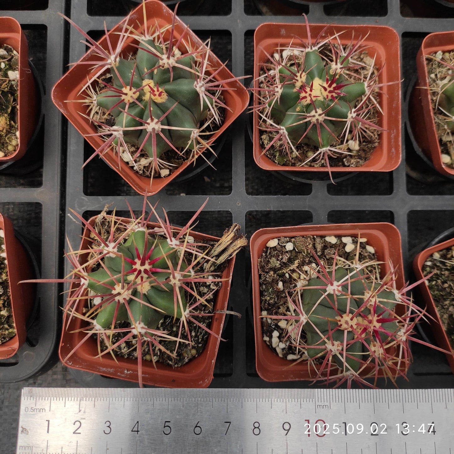 ZXX331-POT フェロカクタス エモリ(7.5cm pot)