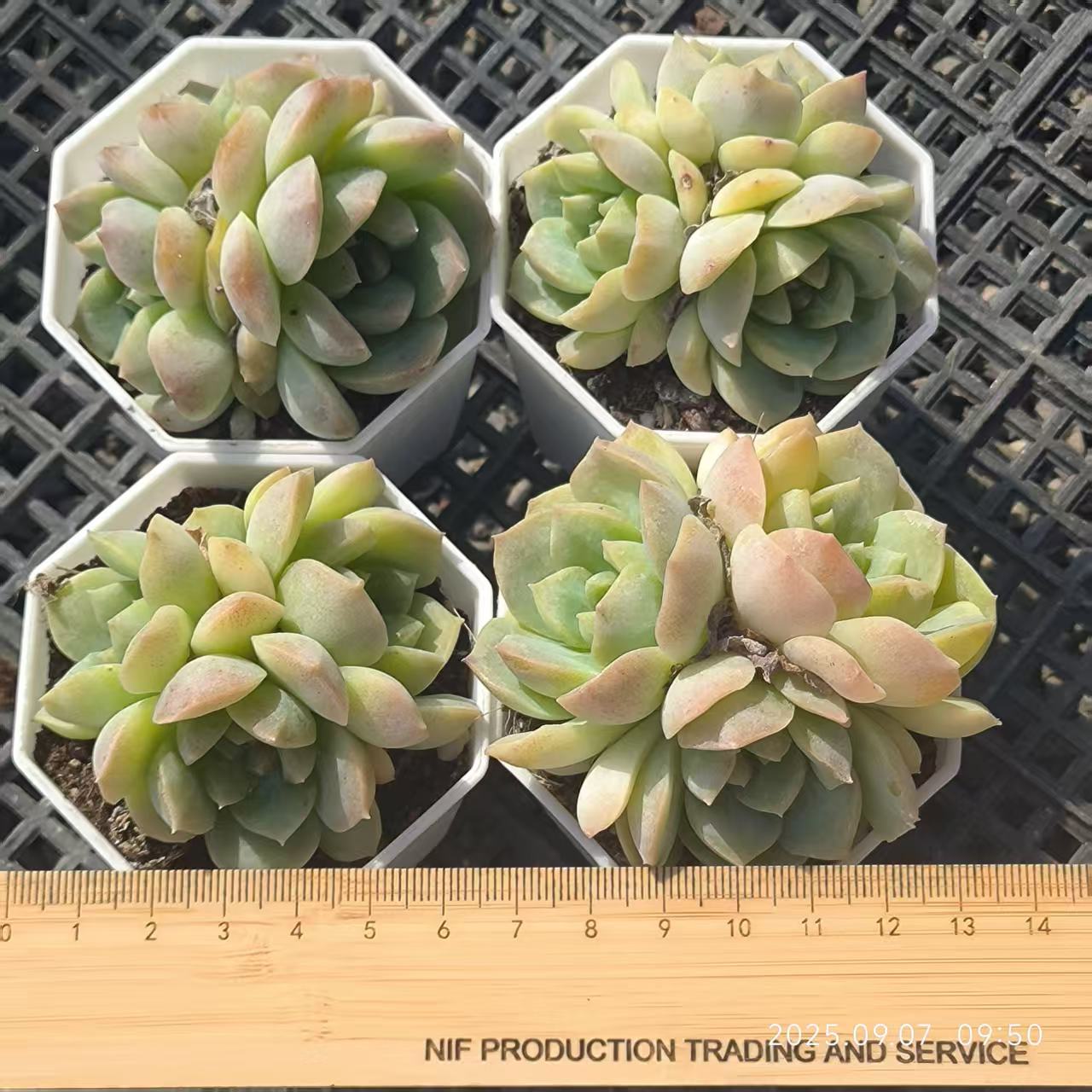 FFH084-POT ドリームスバブルズ(6.5cm pot)