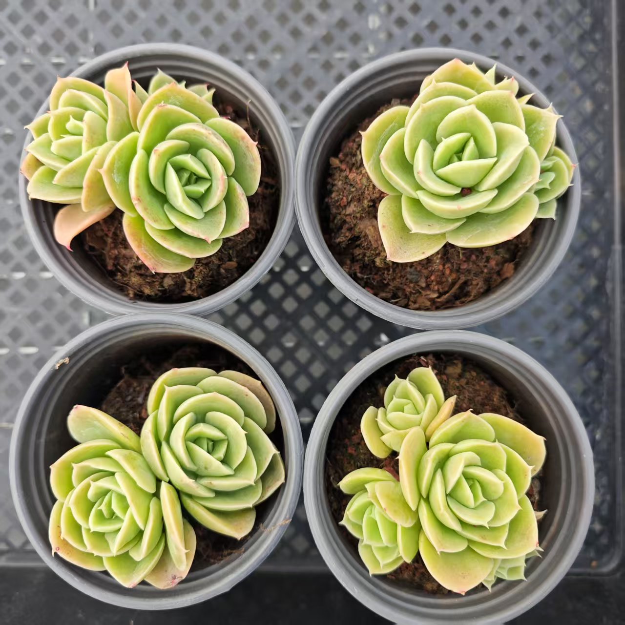 ZSM281-POT スタータナ(9cm pot)