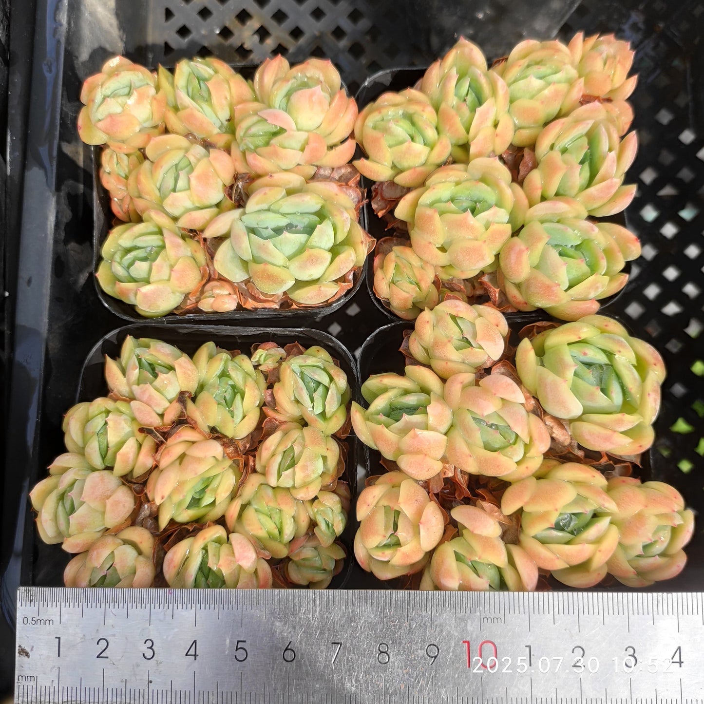 QN351-POT ベリー(7 cm pot)