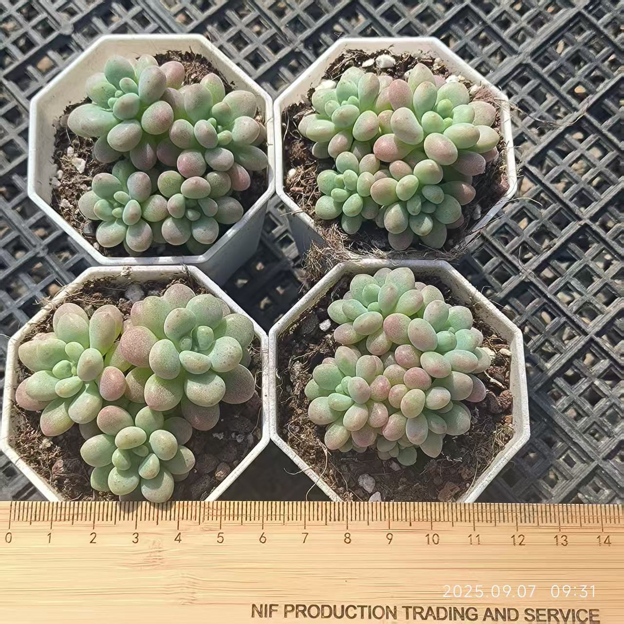 FFH039-POT キャビア(6.5cm pot)