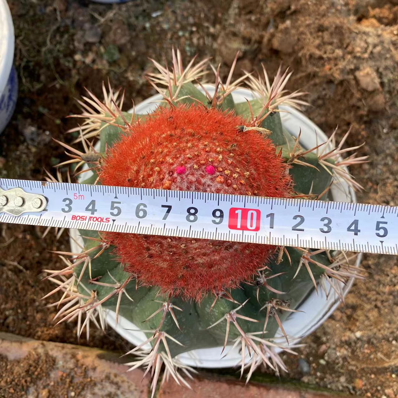 ZL640 メロカクタス・バヒエンシス(15cm pot)