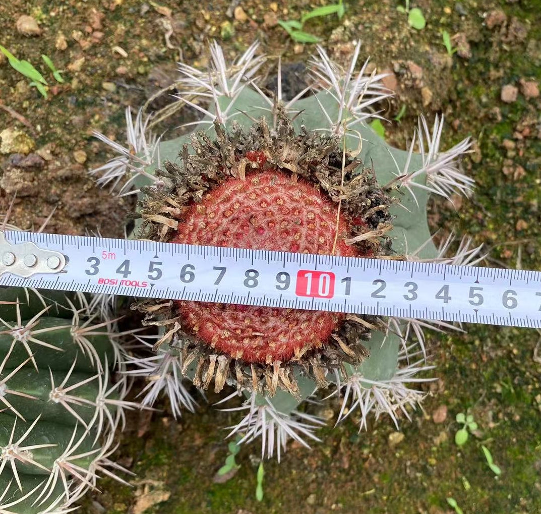 ZL196 サボテン メロカクタス マタンザナス(15cm pot)