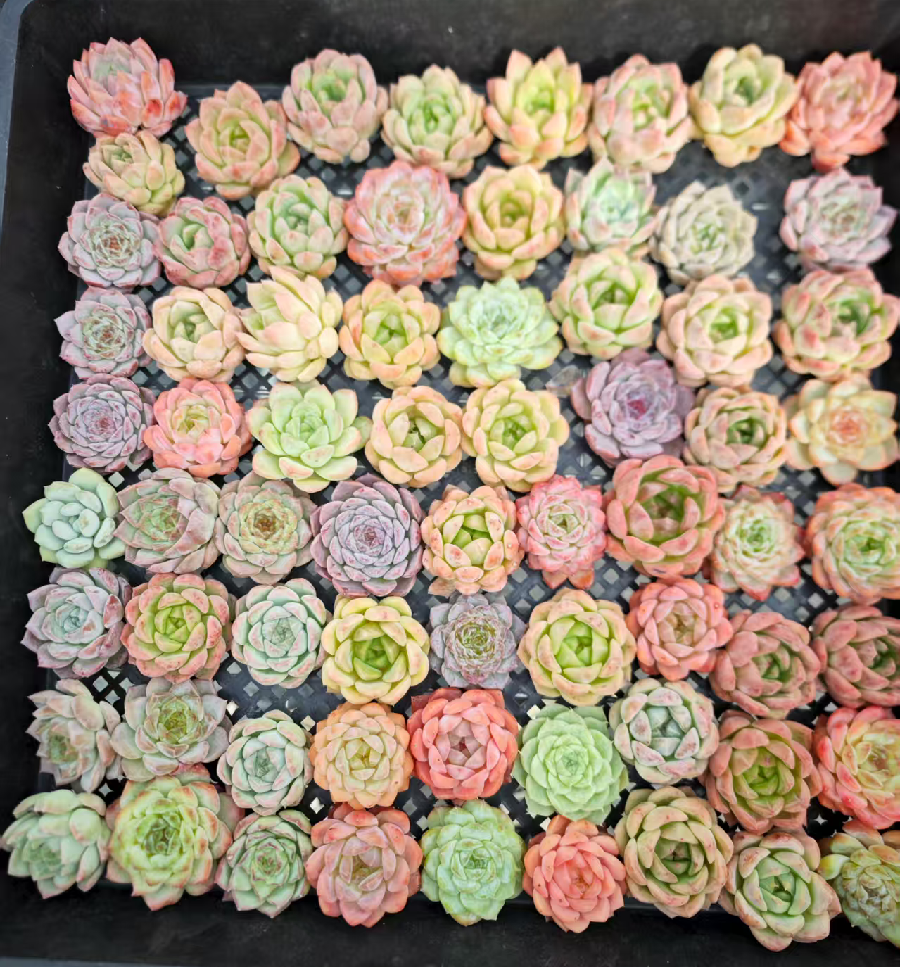 KM005 ミックス苗(5cm pot)