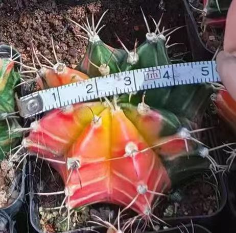 ZXX434 緋牡丹錦(5cm pot)