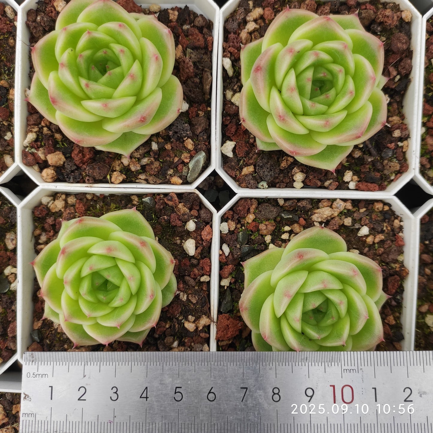 HG057 アメイジング グレース x ブルー ドラゴン(7cm pot)