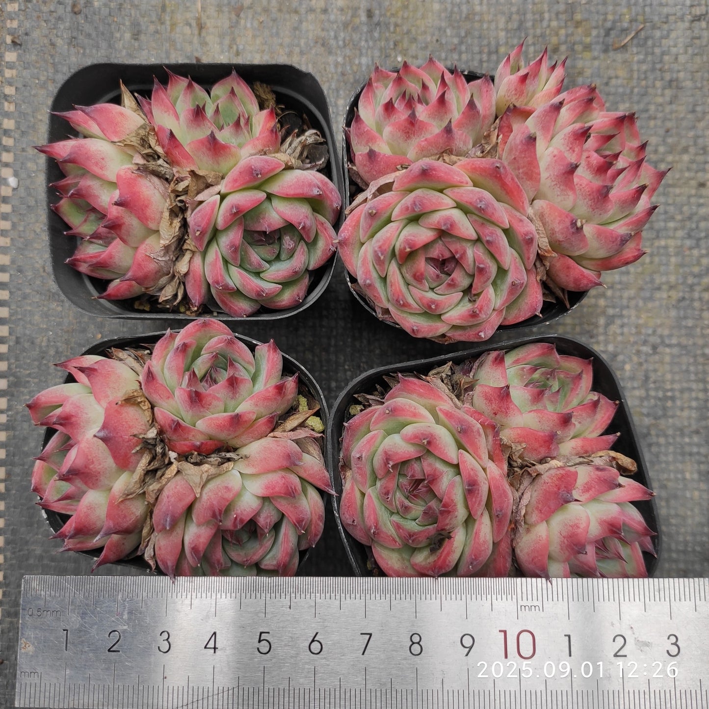 QN769-POT コロラータ(6.5cm pot)