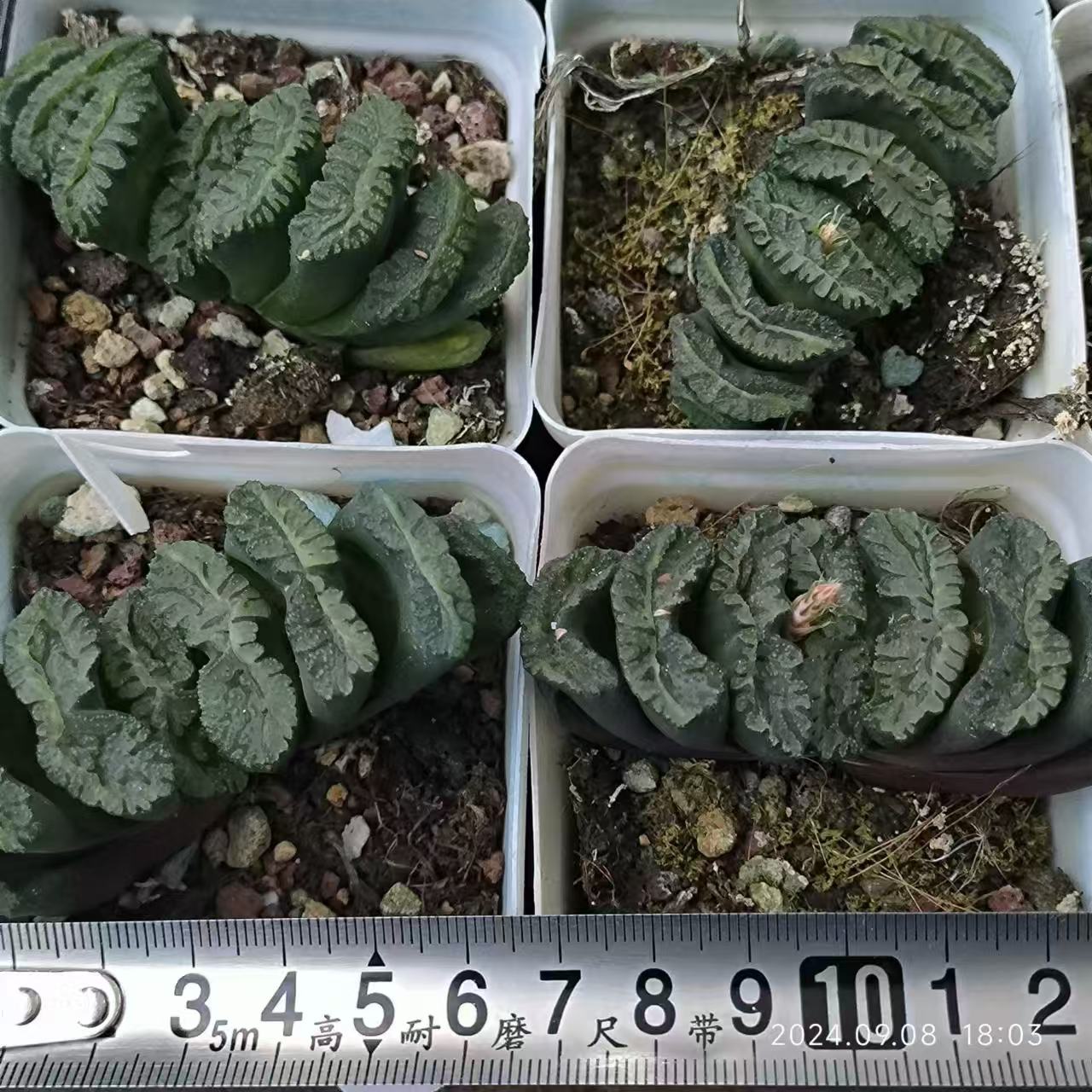 SJC377-POT 海蛍ウミホタル(6.5cm pot)