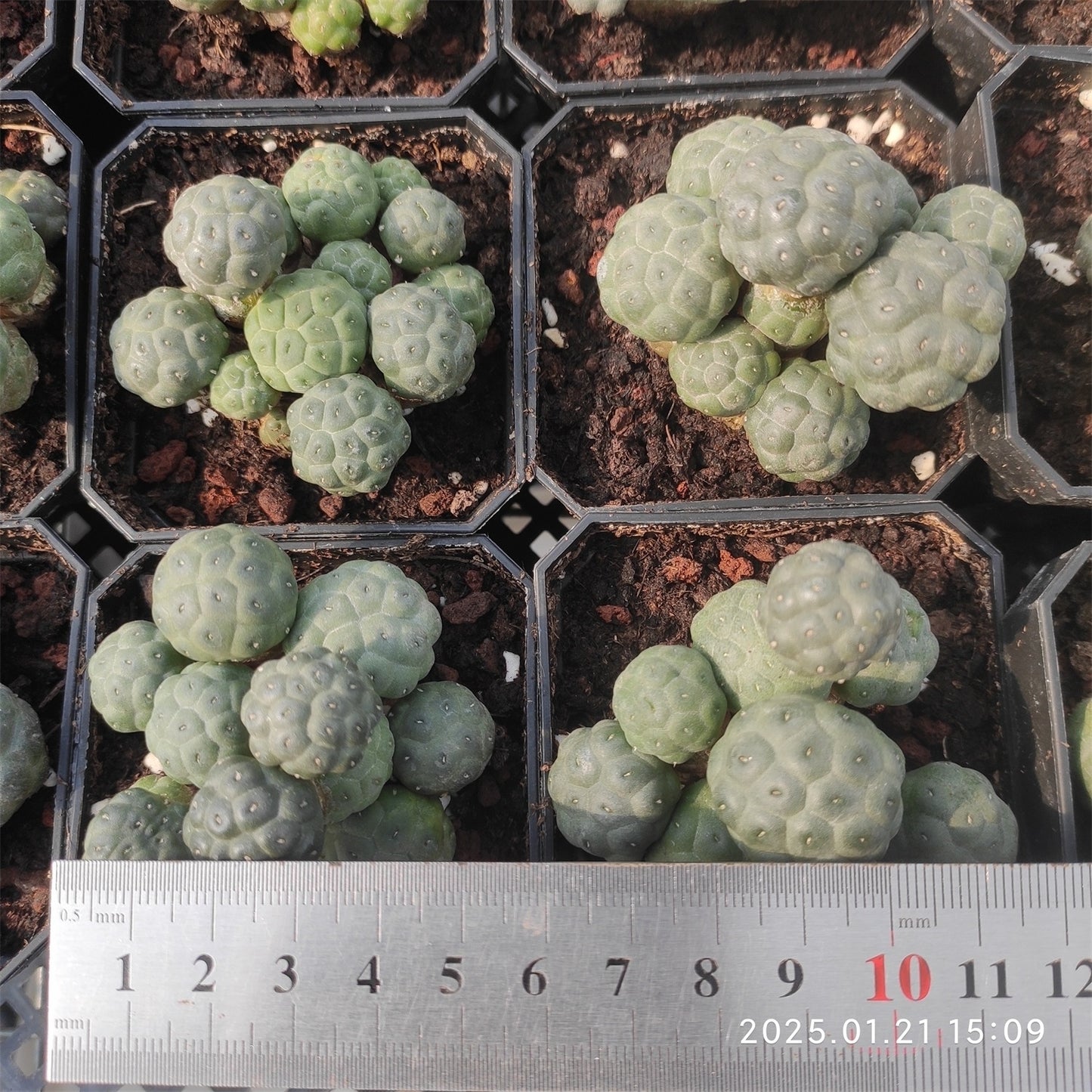 ZL057-POT プナ・ポンニアエ(7cm pot)