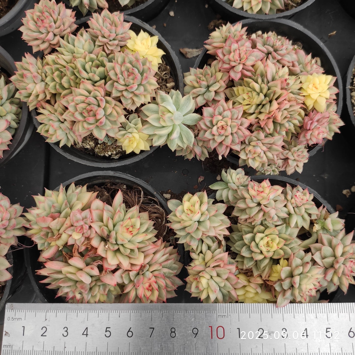 RC012-POT 女雛錦(9cm pot)