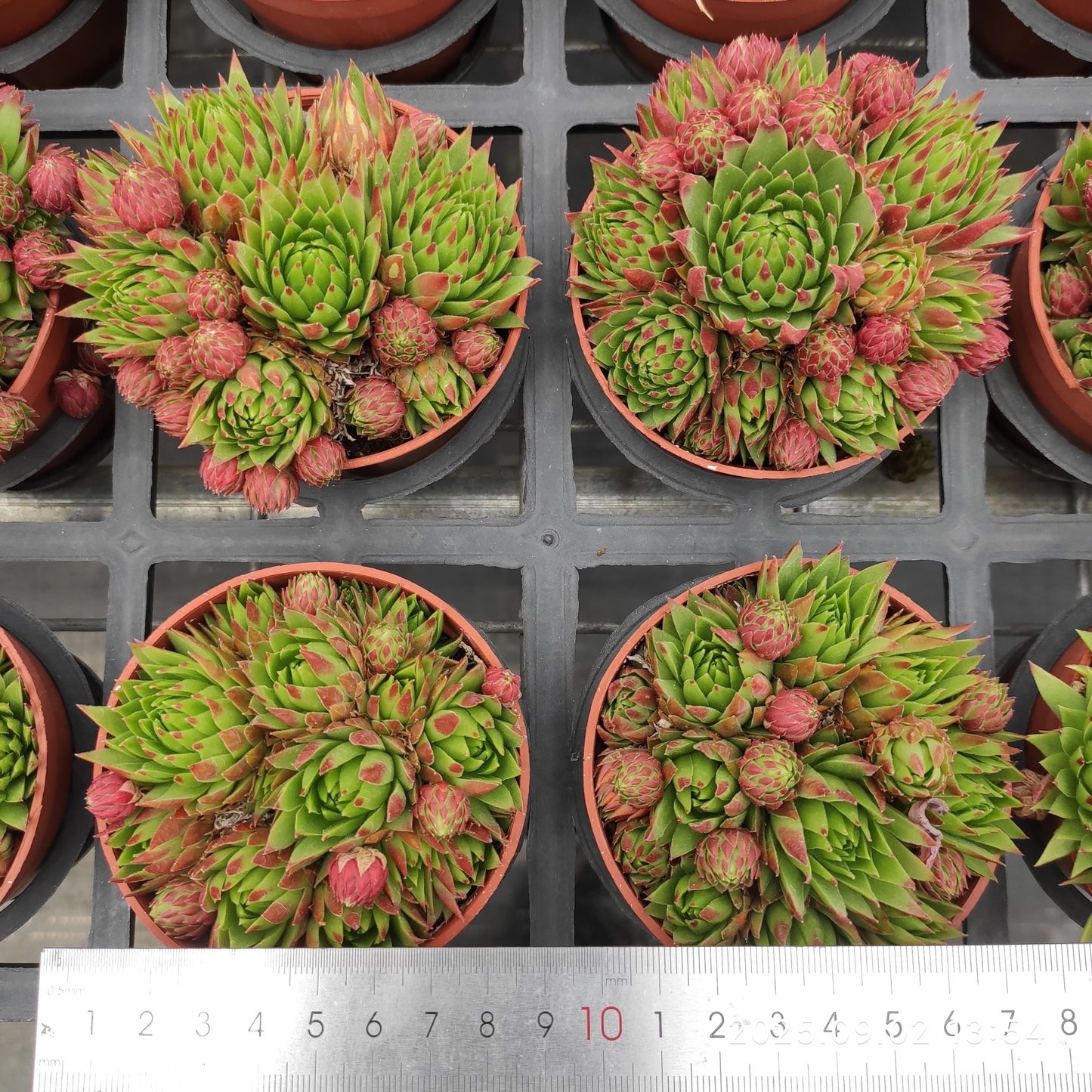 ZXX637-POT ジョブ オーリアニー(9cm pot)