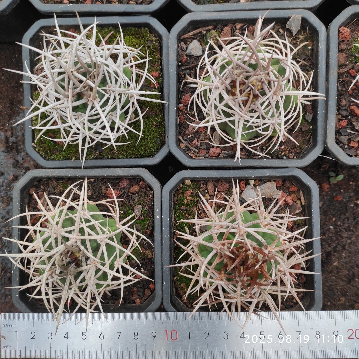 DMC052 碧厳玉(7cm pot)