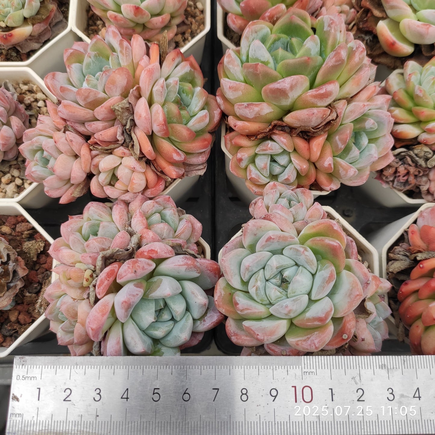 NGN598-POT アイスドール(7cm pot)