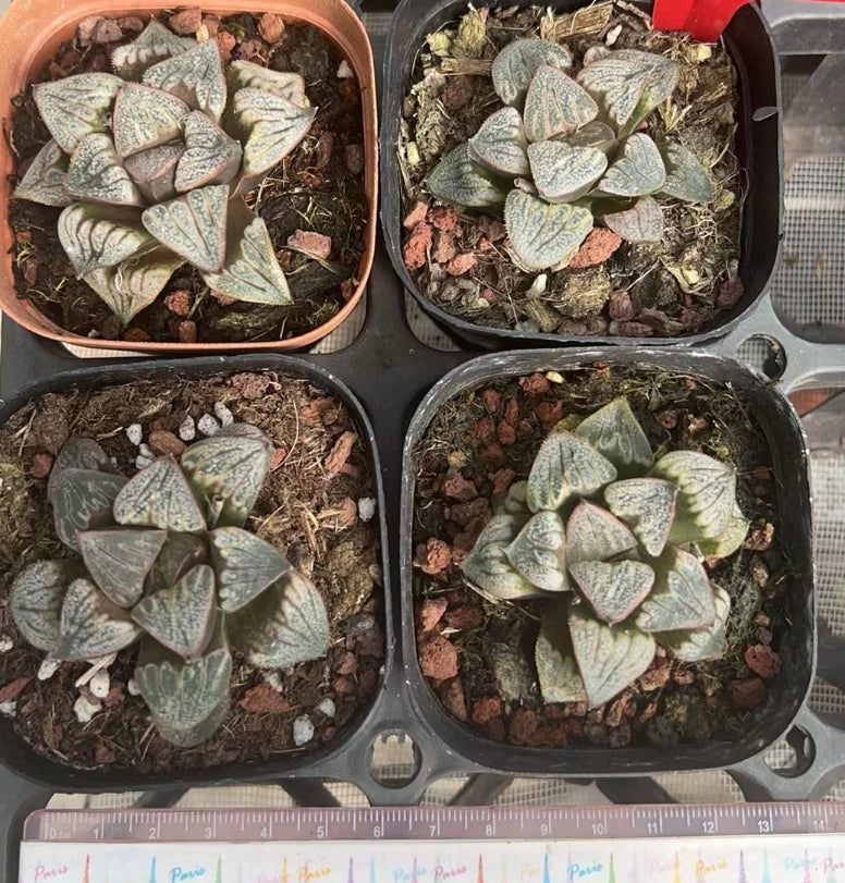 CS136-POT 牡羊座 おひつじざ(7cm pot)