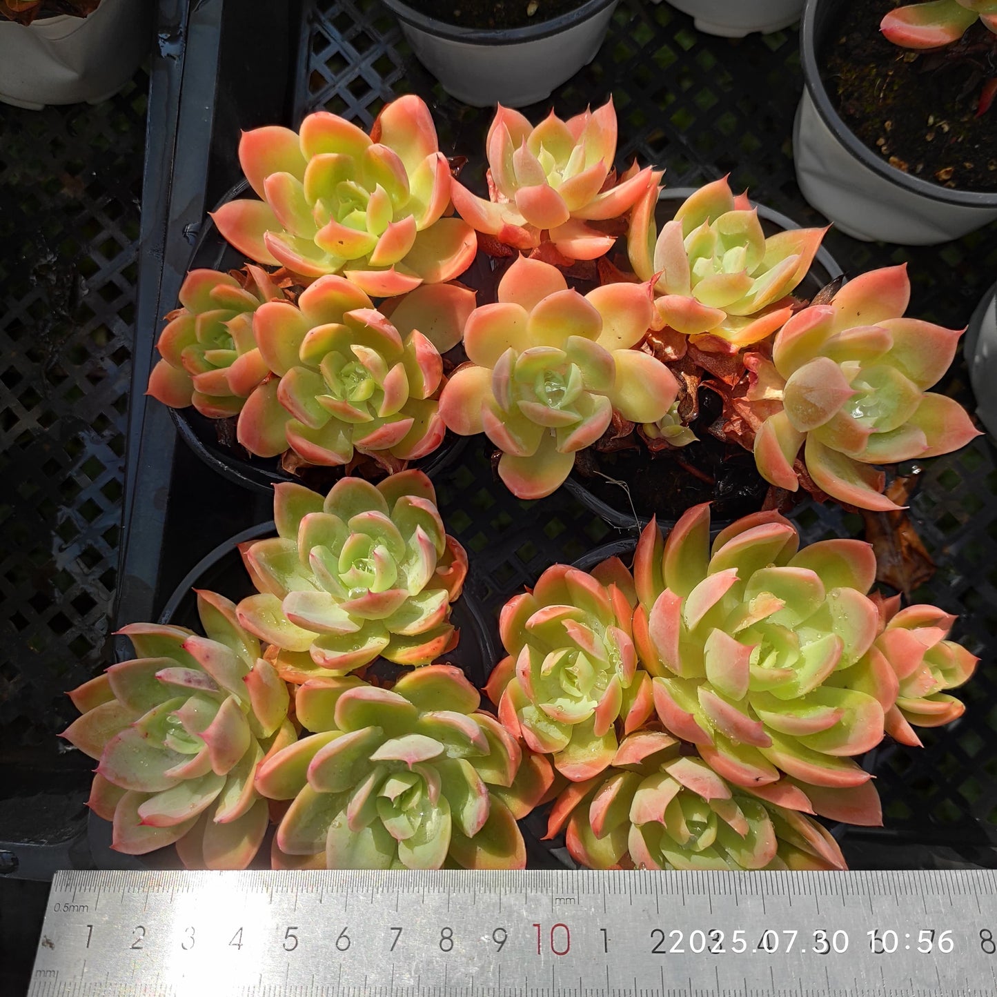 QN451-POT シルクヴェール(9cm pot)