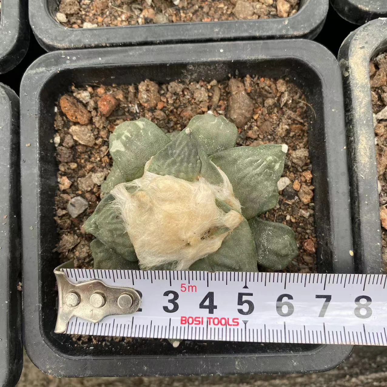 ZL237 玉牡丹(7cm pot)