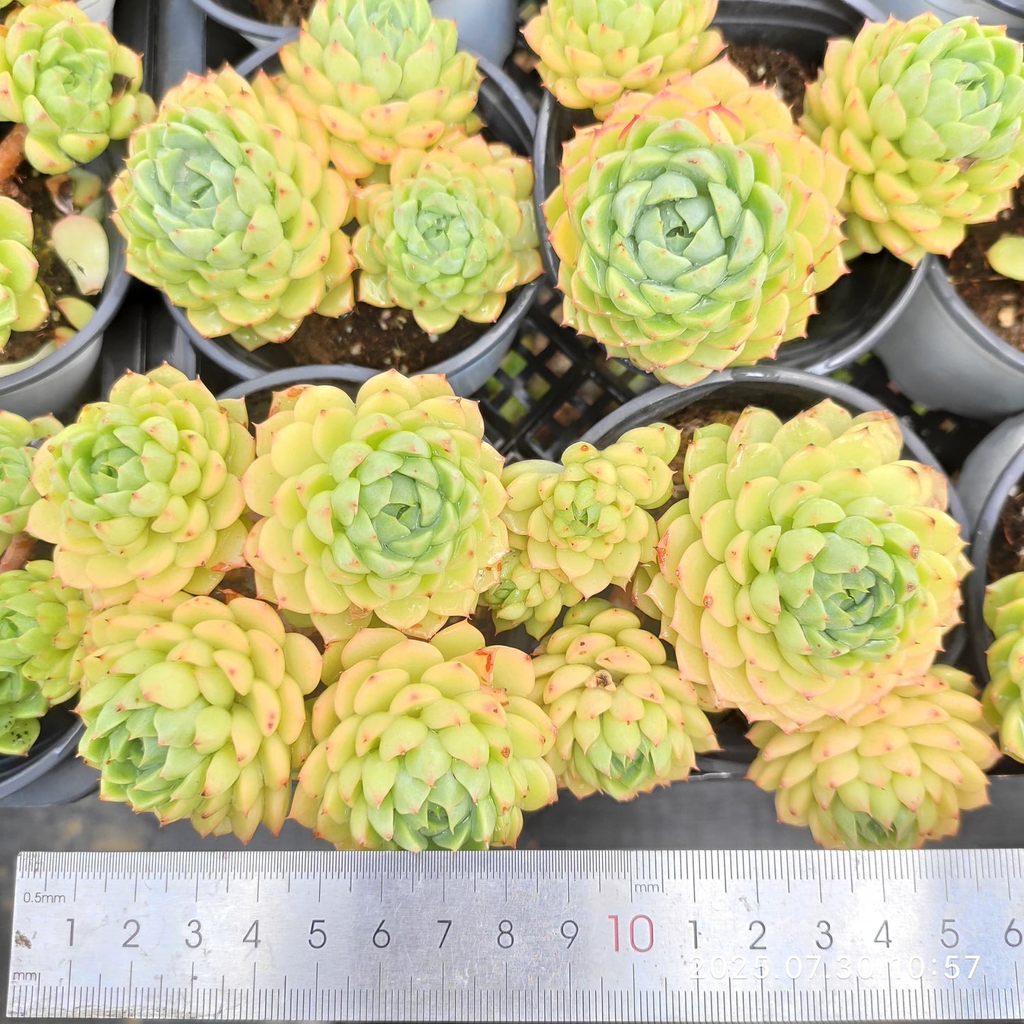 QN281-POT マカダミア (9cm pot)