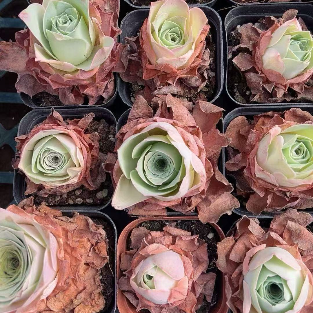 BL1492-POT グリーノビア オーレア(7cm pot)