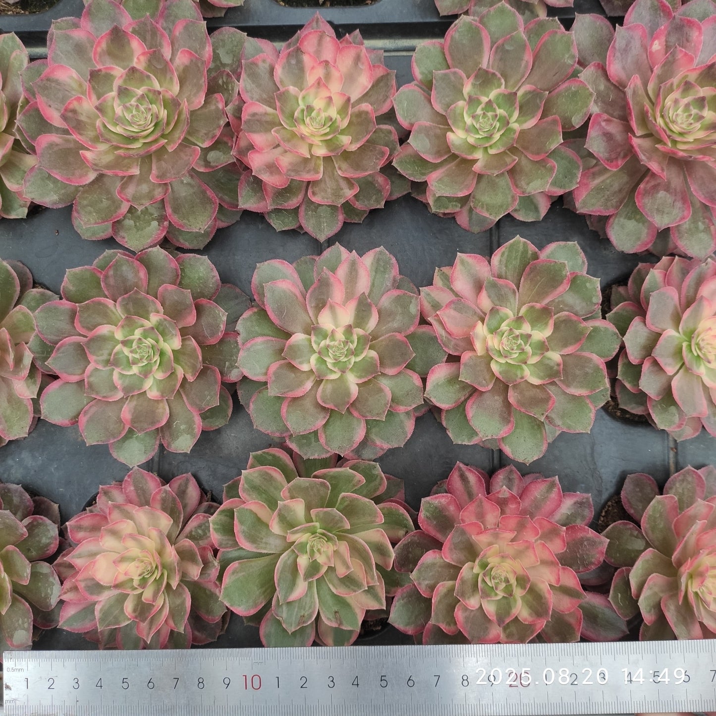 ON630-POT ブラック デビル(7cm pot)