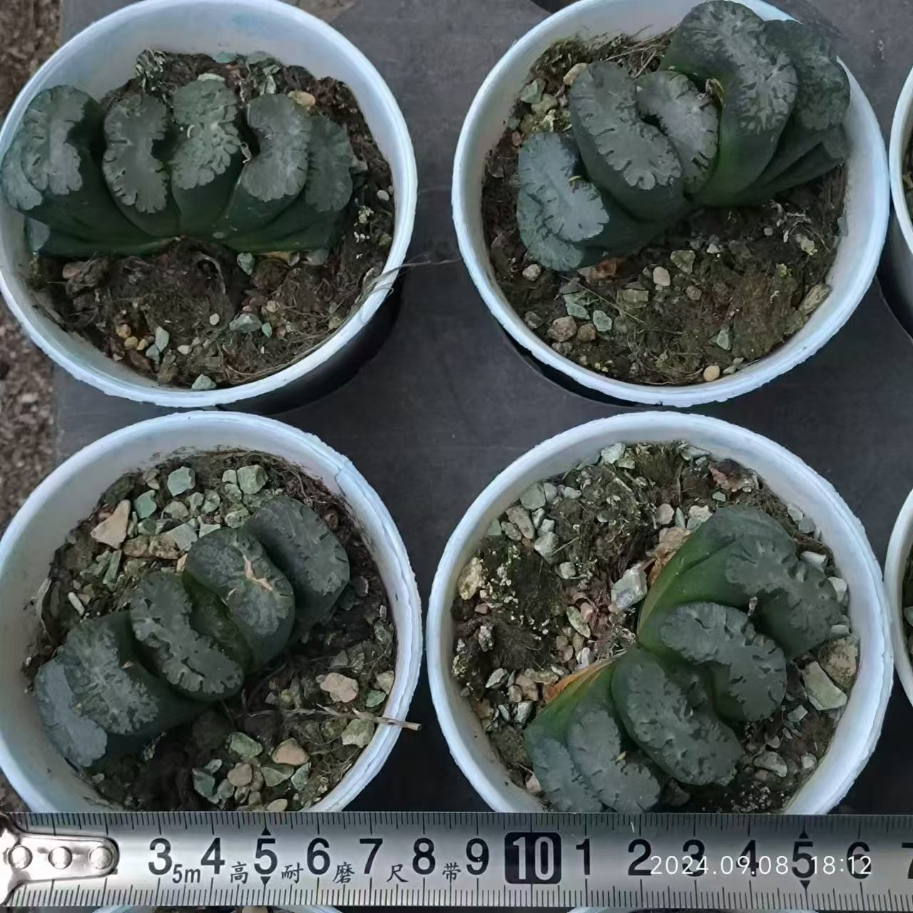 SJC400-POT 富嶽 フガク(8cm pot)