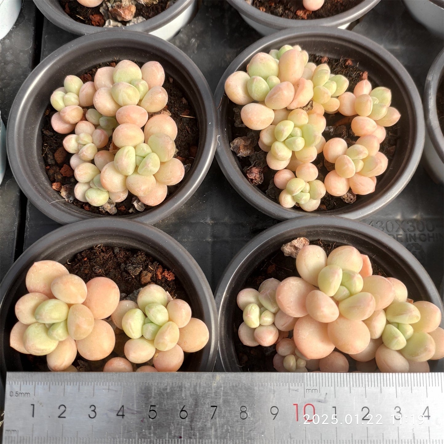 YBB078-POT バブルガム (9cm pot)