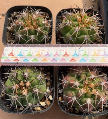 CS174-POT 勇将丸(7cm pot)