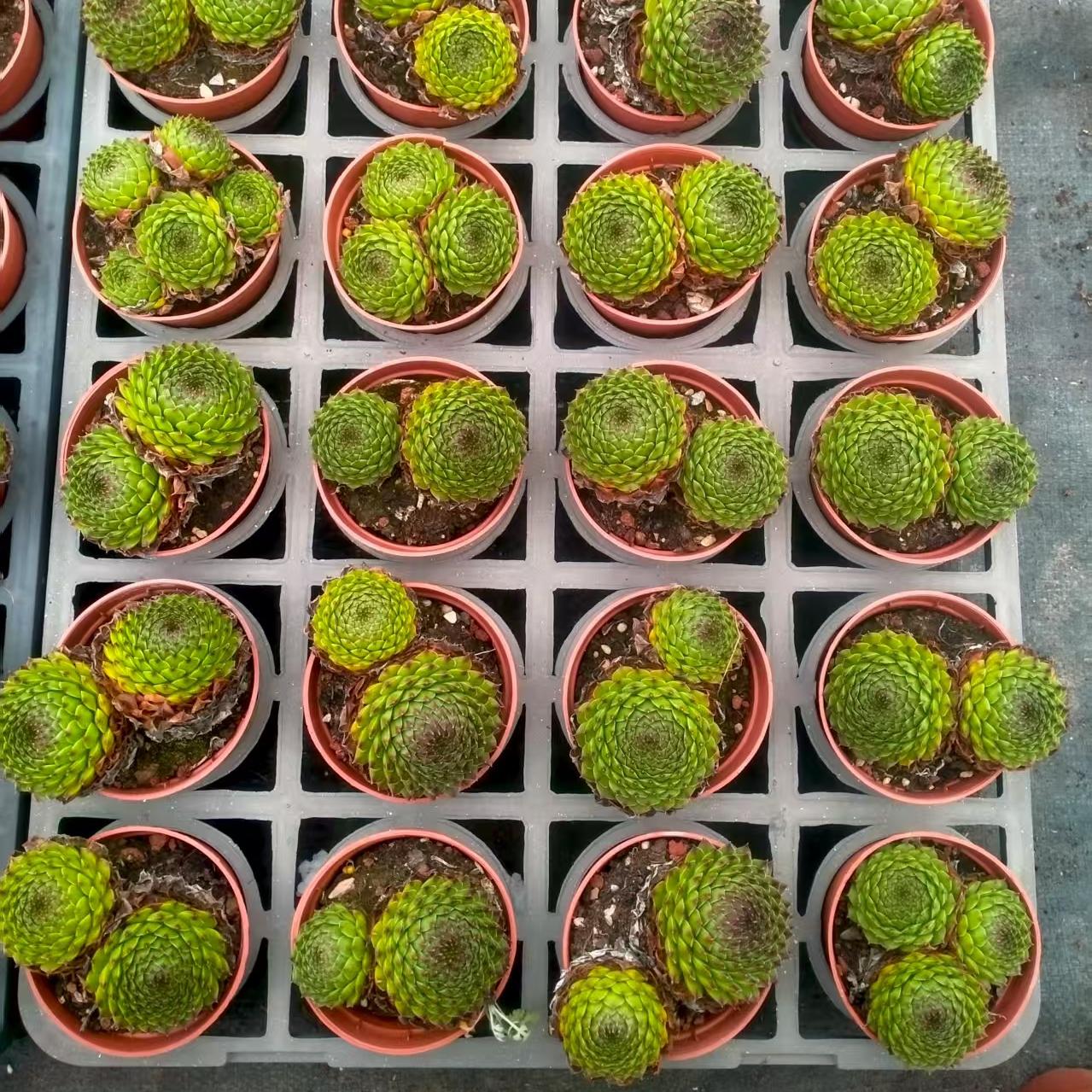 ZXX644-POT ライン リバー(9cm pot)