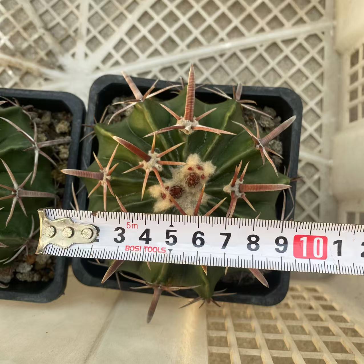 ZL484 綾波(10cm pot)