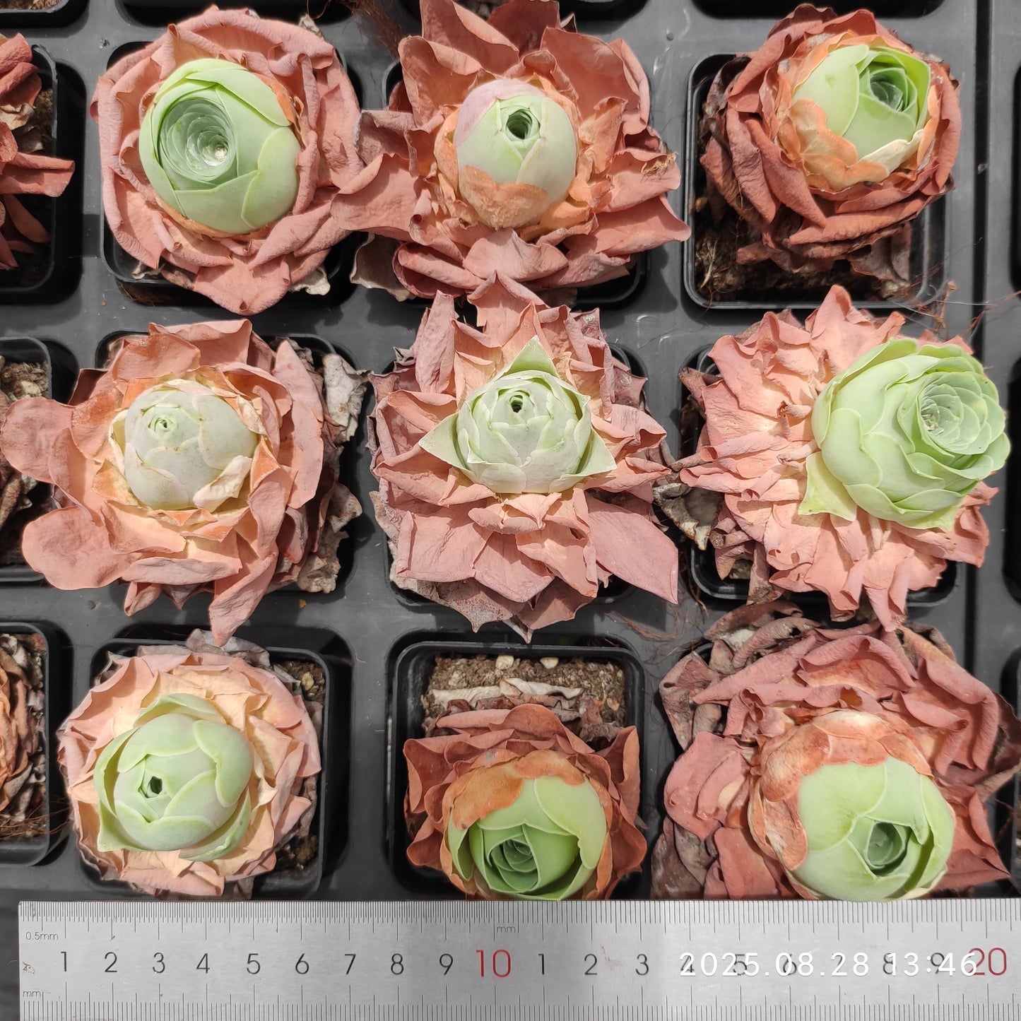 YBB285-POT ローズHyb(5.5cm pot)