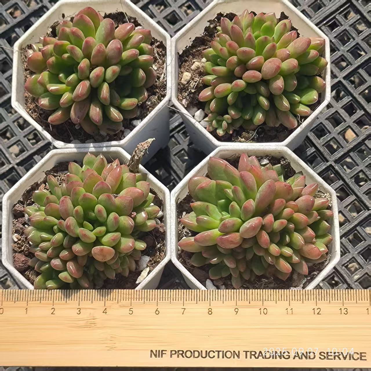 FFH063-POT ピンクルビー(6.5cm pot)