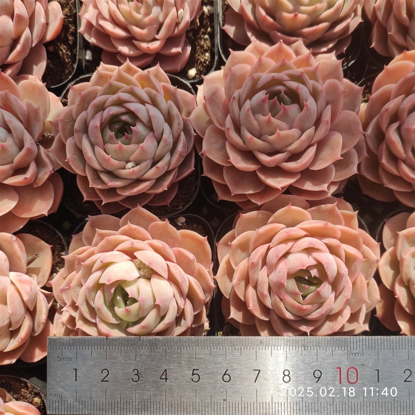 QN295-POT オウンスロー (6cm pot)