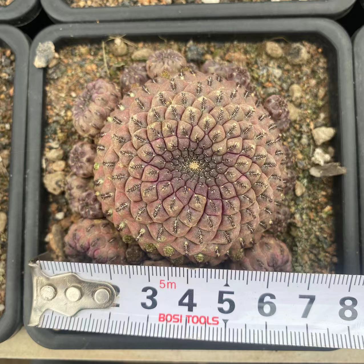 ZL207 紫ラウシー(8cm pot)