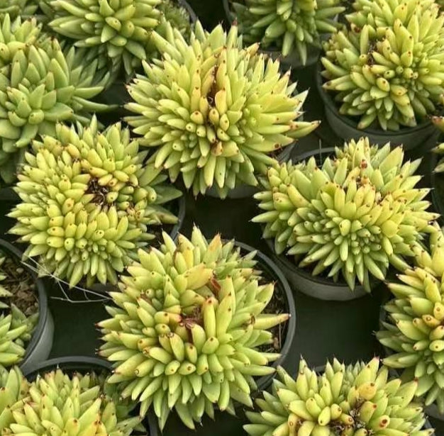 BL1452-POT マリア 綴化(9cm pot)