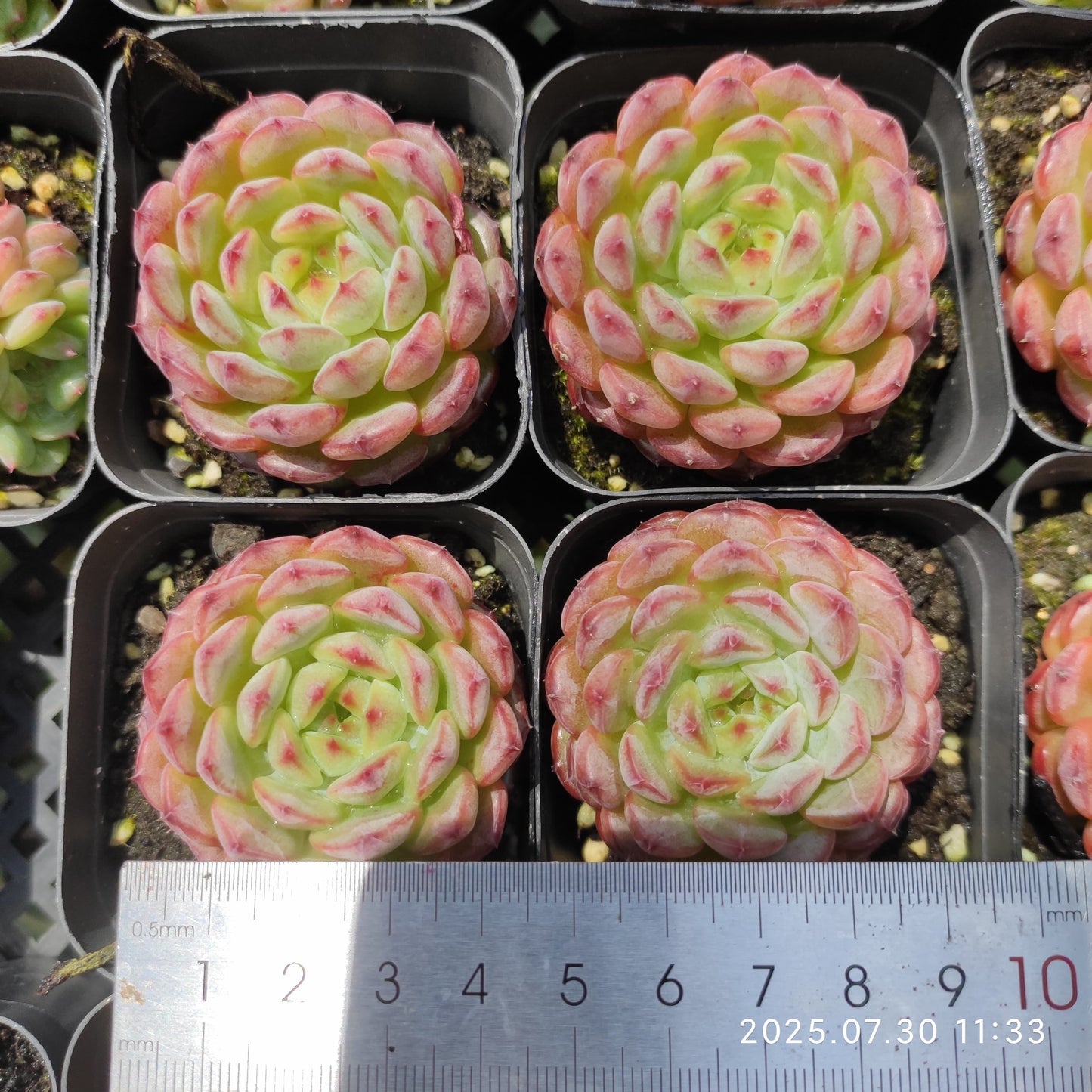 QN721-POT ホワイトファット(6.5cm pot)