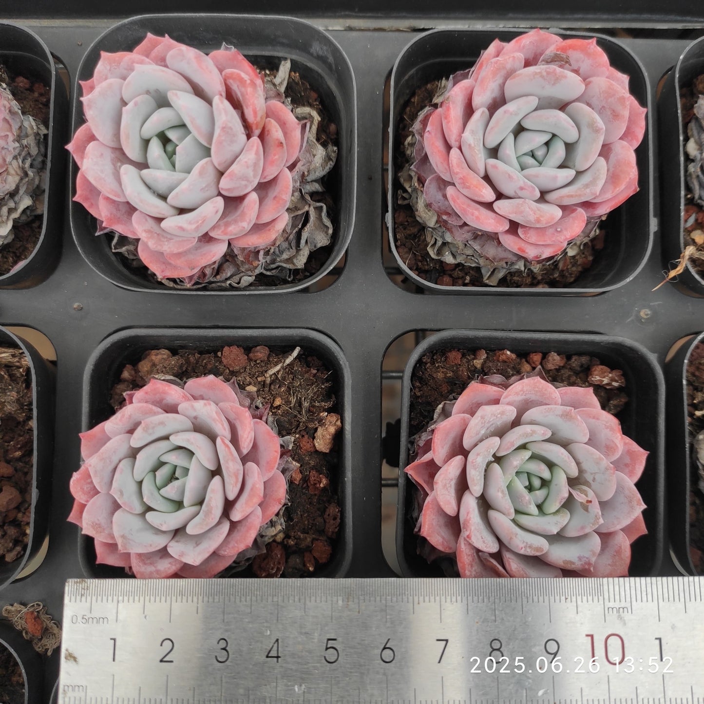 LMM352-POT ラフィート(6.5cm pot)