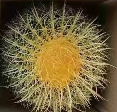 ZXX303 金鯱(15cm pot)