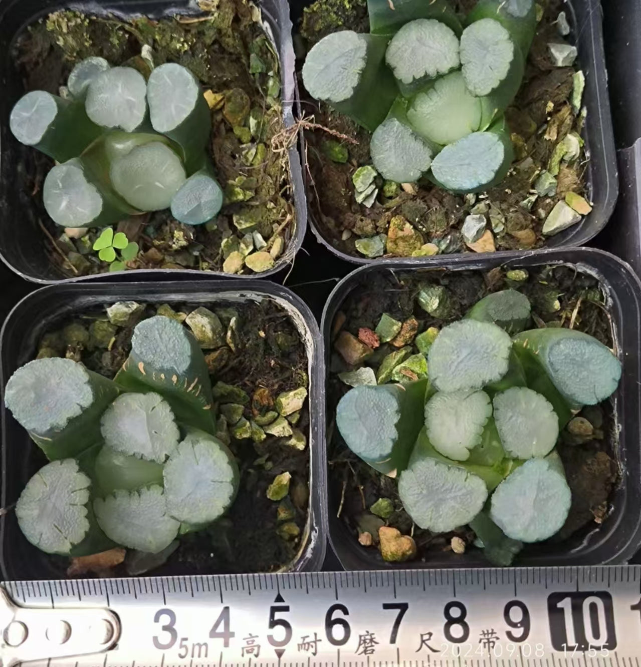 SJC361-POT 天照アマテラス(6.5cm pot)