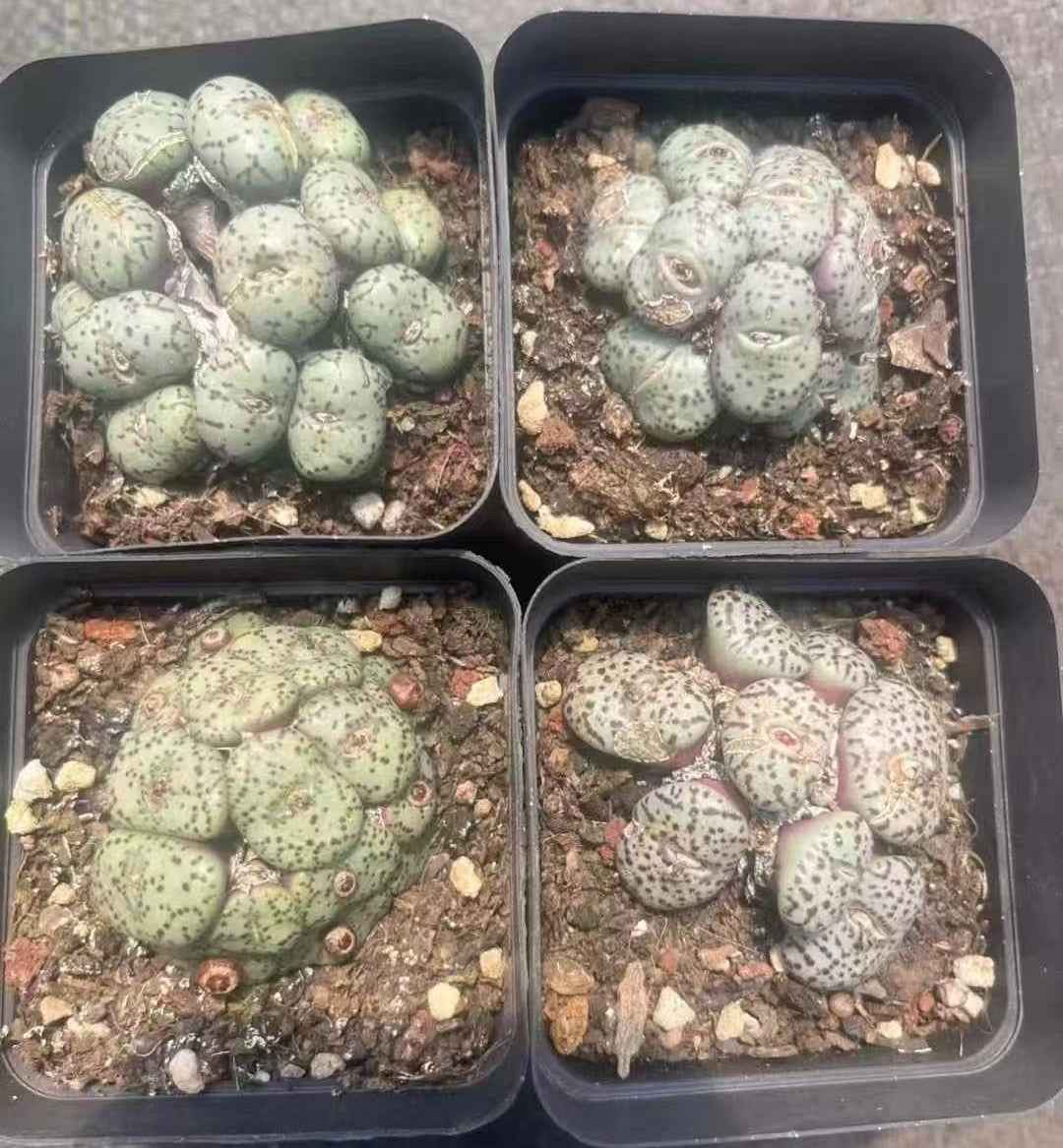 BL988-POT コノフィツム?ウィッテベルゲンセ(7cm pot)