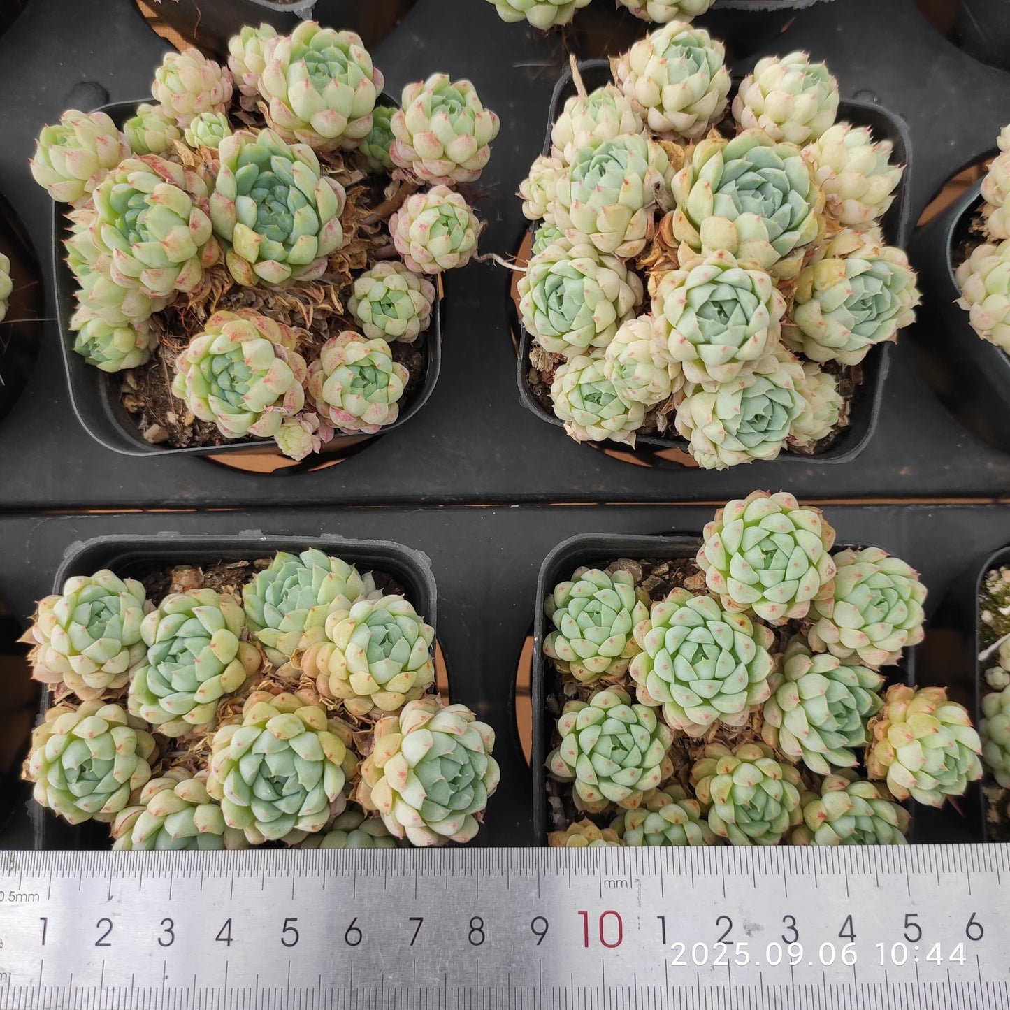 RC007-POT ボールオブファット(7cm pot)