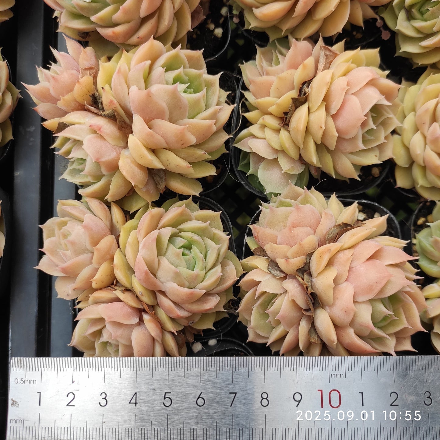 QN765-POT オウンスロー(6.5cm pot)