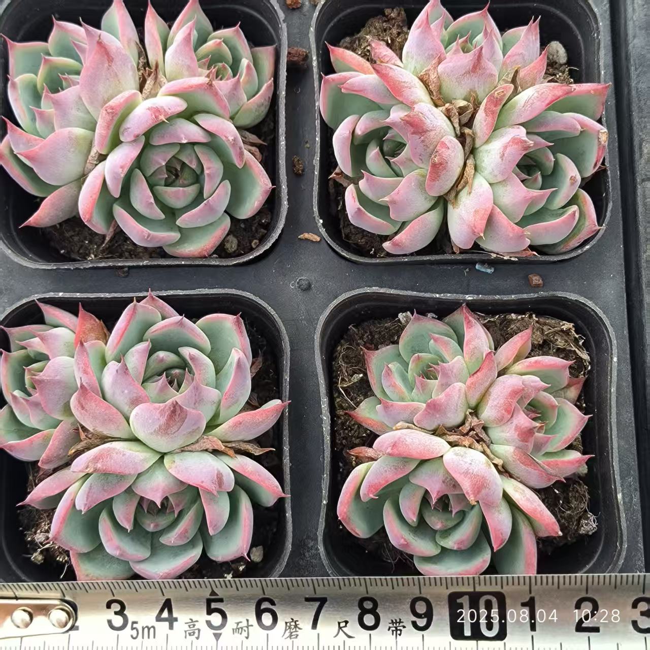 RDD028-POT コロラータ(6.5cm pot)