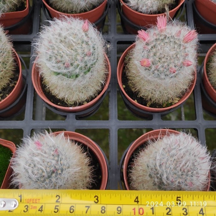 ZXX048 ボカサナ(7.5cm pot)